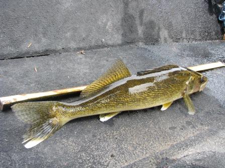 Waleye Fish: Out and About on St. Croix River Photos by Karen Schulz