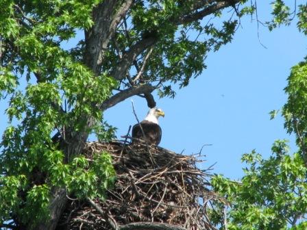 One of our Neighbors who had an addition to their family this year: Out and About on St. Croix River Photos by Karen Schulz